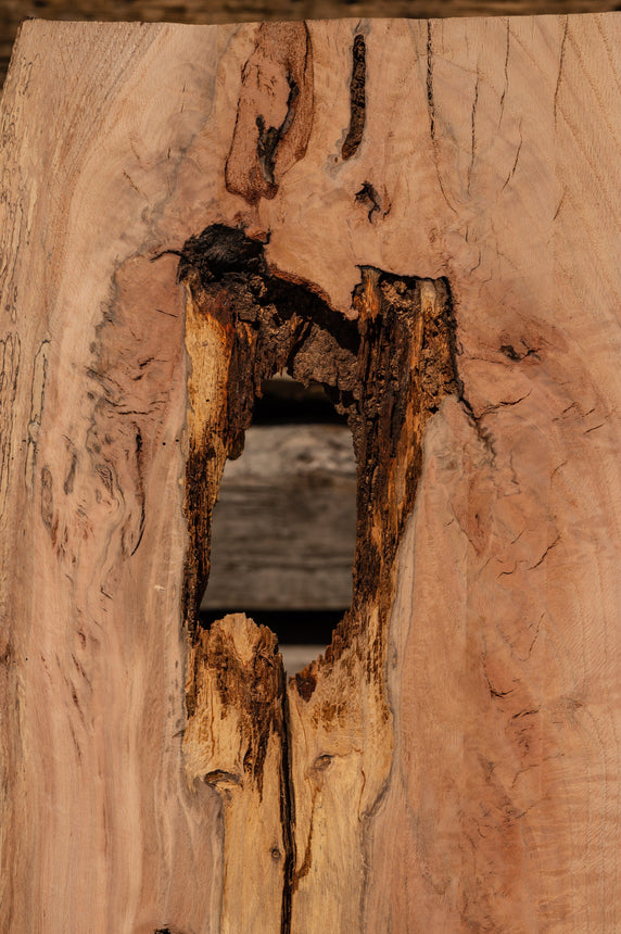 Red Oak Live Edge Slab 02